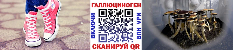 ОМГ ОМГ   Кирс  Галлюциногенные грибы GOLDEN TEACHER 